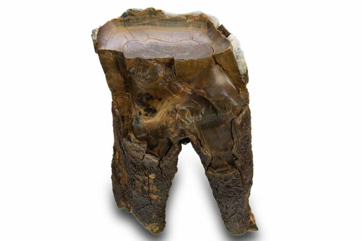 Fossil Woolly Rhino (Coelodonta) Partial Tooth - Siberia #316645